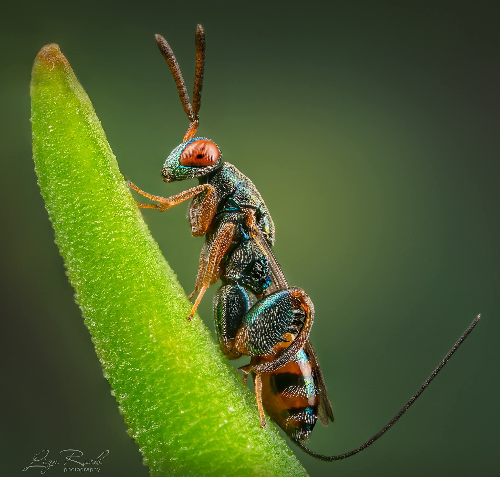 FB_IMG_1782102228936